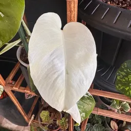leafy_tide_frond52