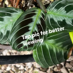 OMG_Foliage