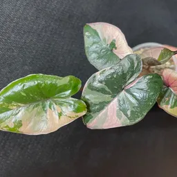 UniquePlantMama