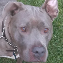 MrsPandaPaws