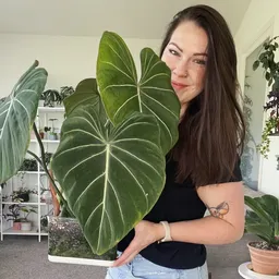 plants_and_paws