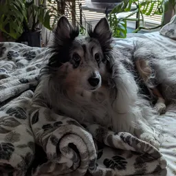 Sheltiegirl