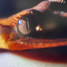 Prodigygecko