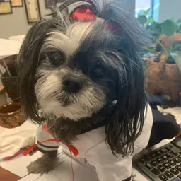 shihtzu801