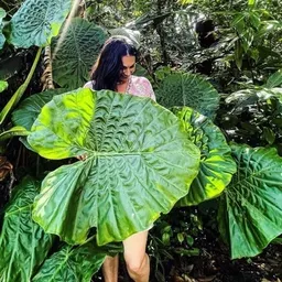 Colormearaceae