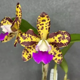 Orchidcollector1