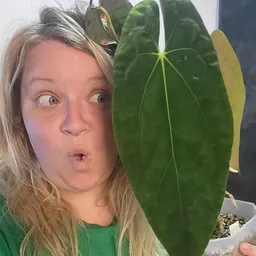 TropicalPropagationNation