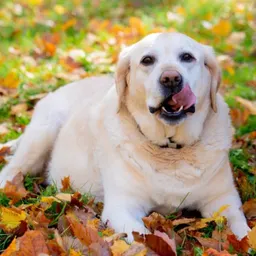 BigLazyDog