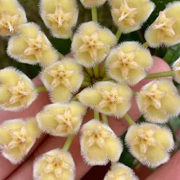 CactusandExotics