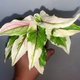 Plantzofthevalley