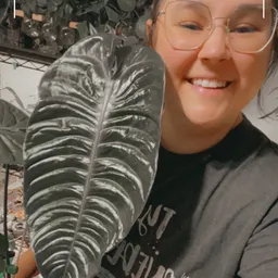 DKarrmaPlants