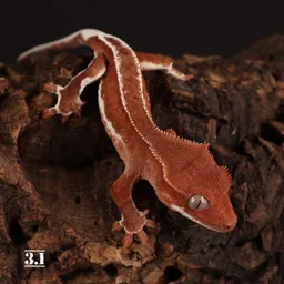 BullySideGeckos