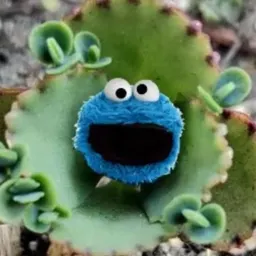 CookieMonstera