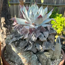 MainStCactus