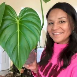 Mommysbuyingplantsagain