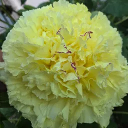 GardenGrrrrl