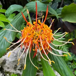 Phytophile