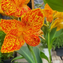 Growyourown