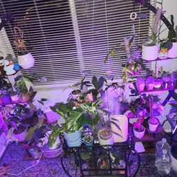 PrettyPlantyPlants