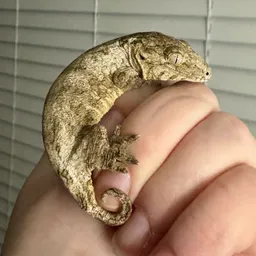 LeachieLady