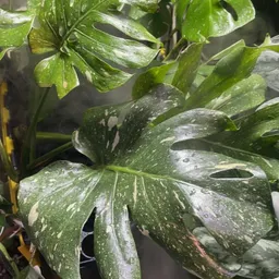 LovePlantita