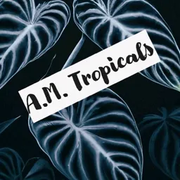 A.M.Tropicals
