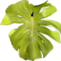 plumSauce_7YearItch