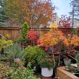 PlantHoarder54