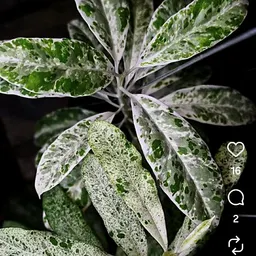 leafy_cedar_sprout10