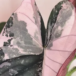 dua.leafa