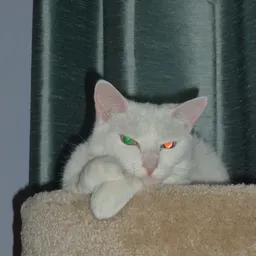 Ocicat3