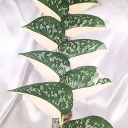 ScindapsusAndBeyond