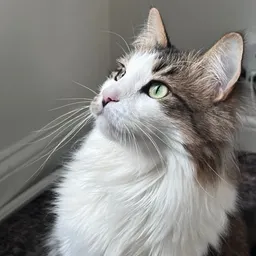 Grrallycat