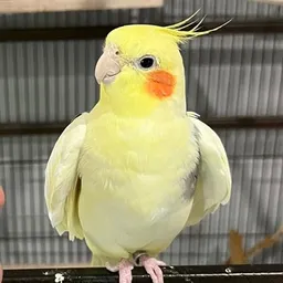 Stephiebby