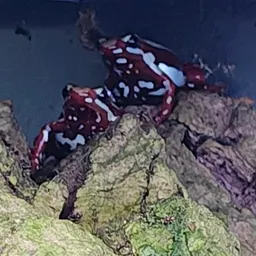 ReptilesAndSupplies