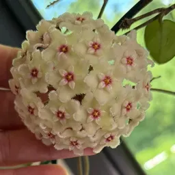 plant_noob