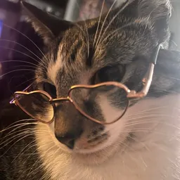 nylaya