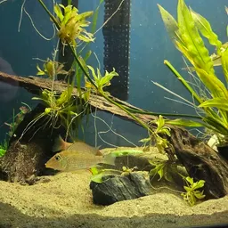 Alberts_Aquatics