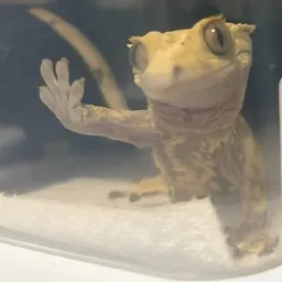 ScaleHausGeckos