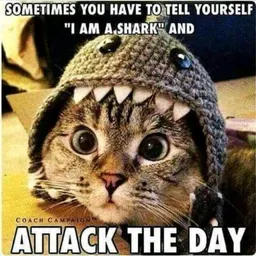 MrShark413