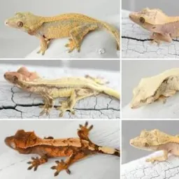 Jandm_reptiles
