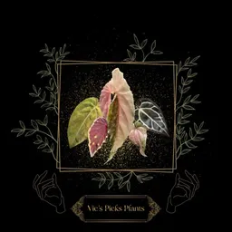 Vics_Picks_Plants