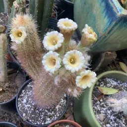 Kaleb_Cacti