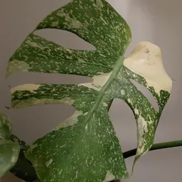 plantfavmonstera