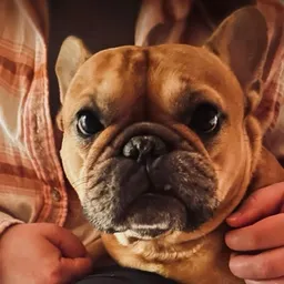 Frenchieplantmama