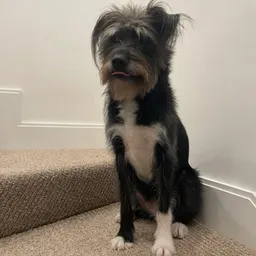 Littlemiso