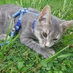 plantwhiskerer