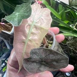MyOrchidOasis