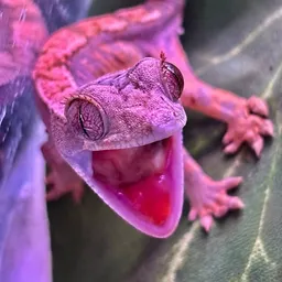 JensLittleDragons