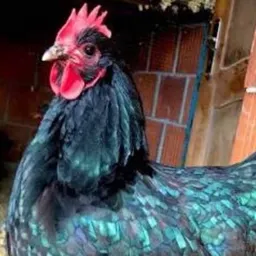 Greenhen